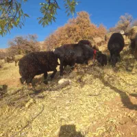 میش بره دار و ابستن (سپیدان )|حیوانات مزرعه|سپیدان, |دیوار