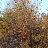 پرورش و فروش بوقلمون شراکتی