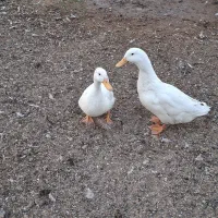 یک‌جفت‌اردک‌سفید‌جوان|حیوانات مزرعه|خمینی‌شهر, |دیوار