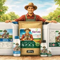 سیب زمینی با ارگانیک تقویت کن تُن بیشتر برداشت کن