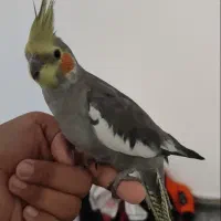 عروس هلندی سینامون