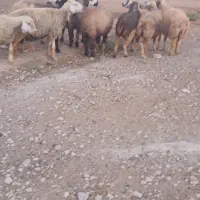 میش|حیوانات مزرعه|میمند, |دیوار