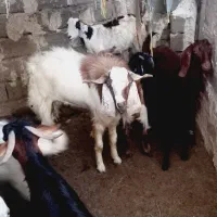 پاچن بزرگ|حیوانات مزرعه|نیک شهر, |دیوار