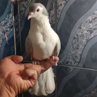 کبوتر زینتی نقشی