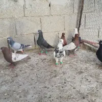 کبوتر رنگی