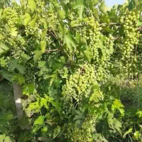 غوره