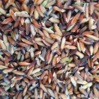 شلتوک عنبر بو بذری درجه ۱