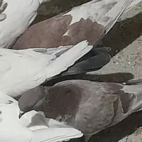 کبوتر اصفهانی، تهرانی  ،کاشانی ،پرشی|پرنده|میمه, |دیوار