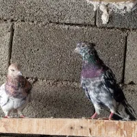 کفتر هفت رنگ|پرنده|صباشهر, |دیوار