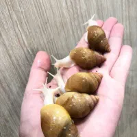 انواع نژاد حلزون و انواع ملزومات نگهداری|لوازم جانبی حیوانات|اهواز, شهرک حفاری|دیوار