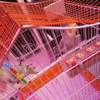 عروس هلندی‌های سرحال به فروش می‌رسد نر و ماده|پرنده|کهریزک, |دیوار