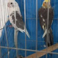 معاوظه عروس باقناری