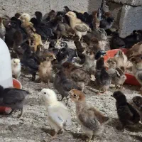 جوجه ۱۱ روزه محلی  و مرندی عمده و خرده