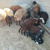 ۲۷ راس میش زایده جوان