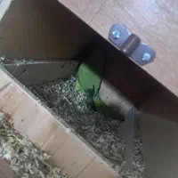 آواز خان و ملنگو|پرنده|آبادان, |دیوار