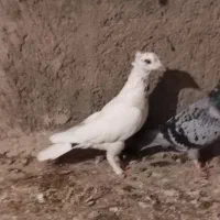 3 عدد کفتر|پرنده|چناران, |دیوار