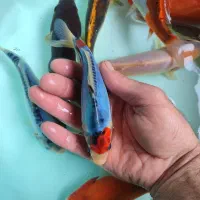 پک ماهی کوی پیش مولد