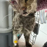 واگذاری گربه