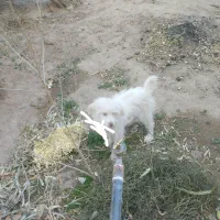 سگ پیدا شده