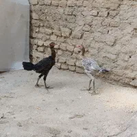 لاری|حیوانات مزرعه|گنبد کاووس, |دیوار