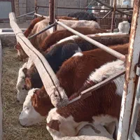 گوساله‌سیمینتال‌