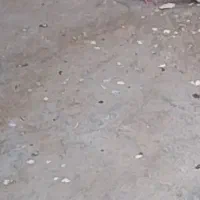 کبوتر شازده سبزه گم کردم