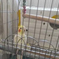 عروس هلندی|پرنده|بروجرد, |دیوار