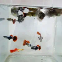 ماهی گوپی بیگ ایر