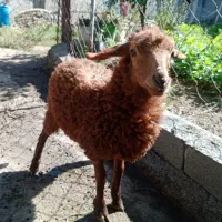 گوسفند بره ماده