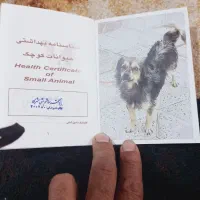 سگ باهوش|سگ|برازجان, |دیوار