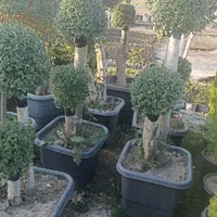 کاج ستاره ای و مورت|گل و گیاه طبیعی|کرج, ملک‌آباد|دیوار