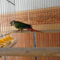 فروش طوطی گرینچیک