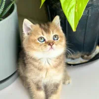 کانال گربه میوهاپ ( پرشین / بریتیش / اسکاتیش )|گربه|اصفهان, جلفا|دیوار