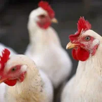 استخدام در مرغداری سمت کسما