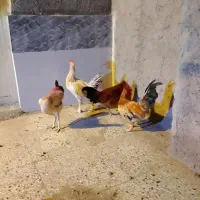 خروس محلی مناسب کشتن و نگهداری