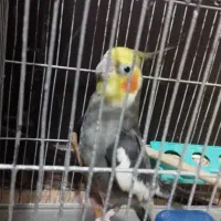 طوطی هلندی سخنگو