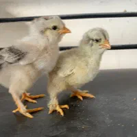 جوجه چند روزه و مرغ و خروس برهما بالغ