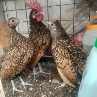 یک ست سبرایت گلد