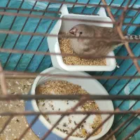 ۱ دانه جوجه فنچ|پرنده|بیجار, |دیوار