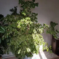 فروش گل بنجامین و فیکوس