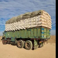 کاه گندم گاوی  درشت و گوسفندی نرم موجوده