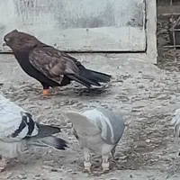 کفتر|پرنده|مشهد, شهید آوینی|دیوار