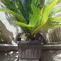 گل سیکاس|گل و گیاه طبیعی|فرح آباد, |دیوار