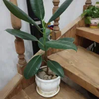 گل طبیعی|گل و گیاه طبیعی|ملارد, |دیوار