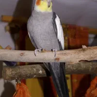 عروس هلندی نر سینامون