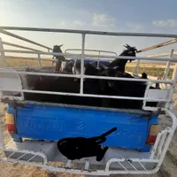 کهره بره شیشک بز میش