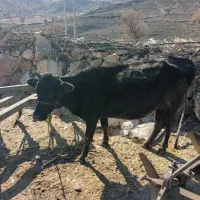 گاو|حیوانات مزرعه|خرم‌آباد, |دیوار