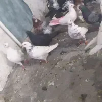 کفتر کبوتر