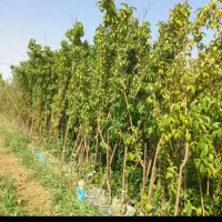 نهال|خدمات باغبانی و درختکاری|اراک, |دیوار