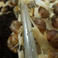 حلزون البینو|خزنده|تهران, دربند|دیوار